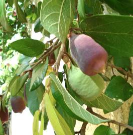 Fotografia da espécie Ficus pumila