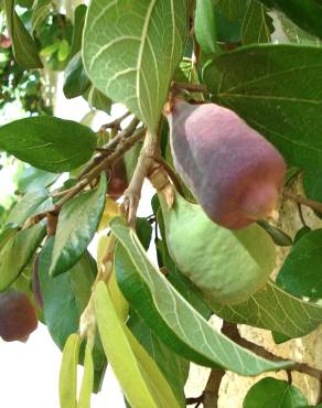 Fotografia 12 da espécie Ficus pumila no Jardim Botânico UTAD