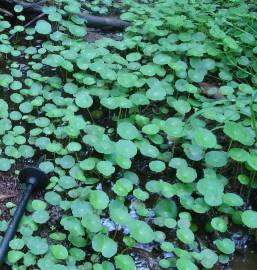 Fotografia da espécie Hydrocotyle vulgaris