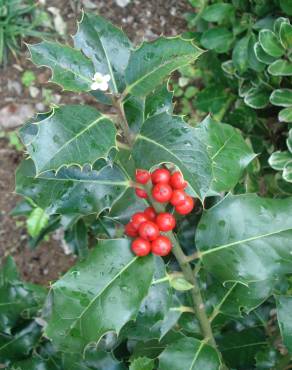 Fotografia 8 da espécie Ilex aquifolium no Jardim Botânico UTAD