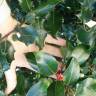 Fotografia 10 da espécie Ilex aquifolium do Jardim Botânico UTAD