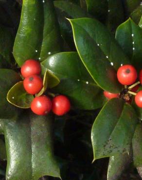 Fotografia 13 da espécie Ilex aquifolium no Jardim Botânico UTAD