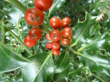 Fotografia da espécie Ilex aquifolium