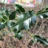 Fotografia 15 da espécie Ilex aquifolium do Jardim Botânico UTAD