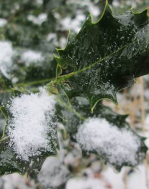 Fotografia 16 da espécie Ilex aquifolium no Jardim Botânico UTAD