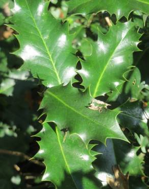 Fotografia 18 da espécie Ilex aquifolium no Jardim Botânico UTAD