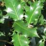 Fotografia 18 da espécie Ilex aquifolium do Jardim Botânico UTAD
