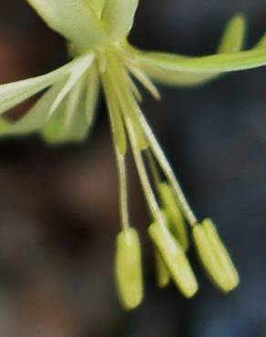 Fotografia 5 da espécie Silene nutans subesp. nutans no Jardim Botânico UTAD