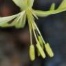 Fotografia 5 da espécie Silene nutans subesp. nutans do Jardim Botânico UTAD