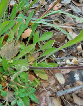 Fotografia 6 da espécie Silene nutans subesp. nutans no Jardim Botânico UTAD