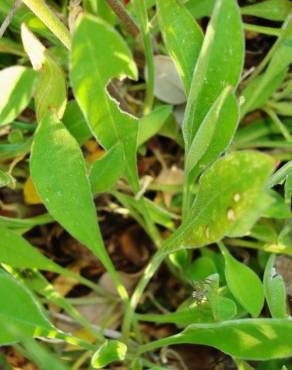 Fotografia 7 da espécie Silene nutans subesp. nutans no Jardim Botânico UTAD