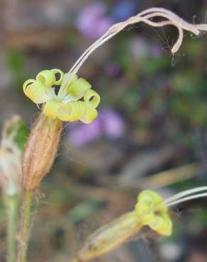 Fotografia 8 da espécie Silene nutans subesp. nutans no Jardim Botânico UTAD