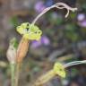 Fotografia 8 da espécie Silene nutans subesp. nutans do Jardim Botânico UTAD