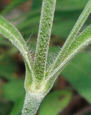 Fotografia 10 da espécie Silene nutans subesp. nutans no Jardim Botânico UTAD