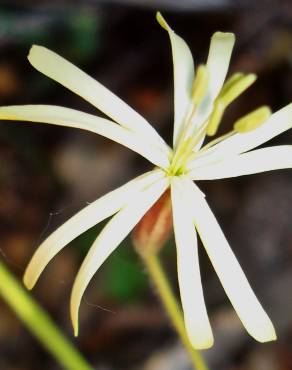 Fotografia 11 da espécie Silene nutans subesp. nutans no Jardim Botânico UTAD