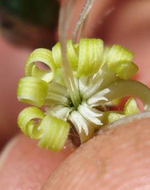 Fotografia 12 da espécie Silene nutans subesp. nutans no Jardim Botânico UTAD