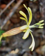 Fotografia da espécie Silene nutans