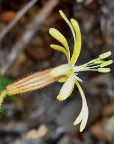 Fotografia de capa Silene nutans subesp. nutans - do Jardim Botânico