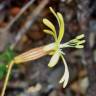 Fotografia 1 da espécie Silene nutans subesp. nutans do Jardim Botânico UTAD