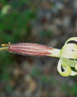 Fotografia 13 da espécie Silene nutans subesp. nutans no Jardim Botânico UTAD