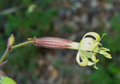 Fotografia da espécie Silene nutans subesp. nutans