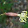 Fotografia 13 da espécie Silene nutans subesp. nutans do Jardim Botânico UTAD