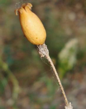 Fotografia 14 da espécie Silene nutans subesp. nutans no Jardim Botânico UTAD