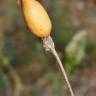 Fotografia 14 da espécie Silene nutans subesp. nutans do Jardim Botânico UTAD