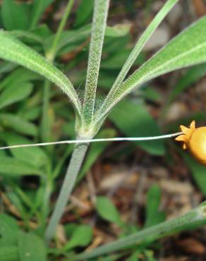 Fotografia 15 da espécie Silene nutans subesp. nutans no Jardim Botânico UTAD