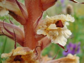 Fotografia da espécie Orobanche amethystea subesp. amethystea