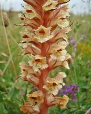 Fotografia da espécie Orobanche amethystea