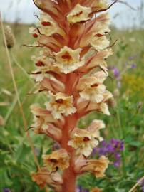 Fotografia da espécie Orobanche amethystea subesp. amethystea