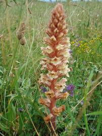 Fotografia da espécie Orobanche amethystea subesp. amethystea