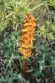 Fotografia da espécie Orobanche amethystea subesp. amethystea