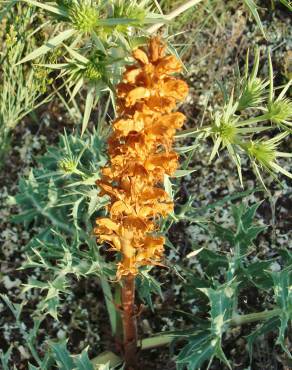 Fotografia 7 da espécie Orobanche amethystea subesp. amethystea no Jardim Botânico UTAD