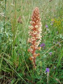 Fotografia da espécie Orobanche amethystea subesp. amethystea