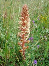 Fotografia da espécie Orobanche amethystea subesp. amethystea