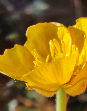 Fotografia 4 da espécie Ranunculus paludosus no Jardim Botânico UTAD