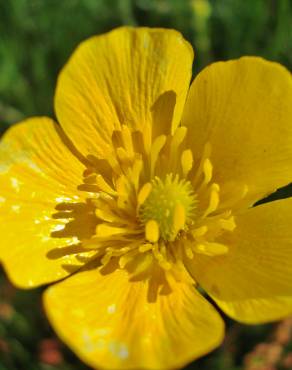 Fotografia 6 da espécie Ranunculus paludosus no Jardim Botânico UTAD