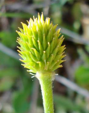Fotografia 7 da espécie Ranunculus paludosus no Jardim Botânico UTAD
