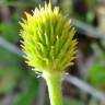 Fotografia 7 da espécie Ranunculus paludosus do Jardim Botânico UTAD
