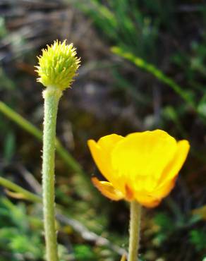 Fotografia 8 da espécie Ranunculus paludosus no Jardim Botânico UTAD