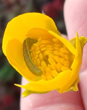 Fotografia 9 da espécie Ranunculus paludosus no Jardim Botânico UTAD