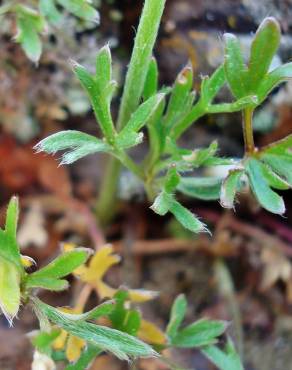 Fotografia 10 da espécie Ranunculus paludosus no Jardim Botânico UTAD