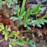Fotografia 10 da espécie Ranunculus paludosus do Jardim Botânico UTAD