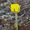 Fotografia 11 da espécie Ranunculus paludosus do Jardim Botânico UTAD
