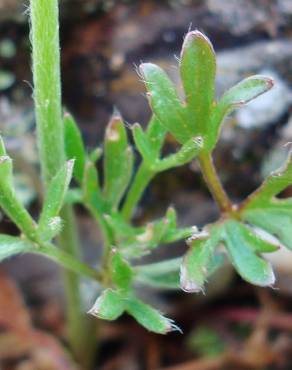 Fotografia 12 da espécie Ranunculus paludosus no Jardim Botânico UTAD
