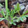 Fotografia 12 da espécie Ranunculus paludosus do Jardim Botânico UTAD