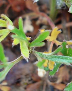 Fotografia 13 da espécie Ranunculus paludosus no Jardim Botânico UTAD
