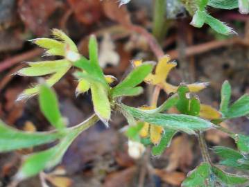 Fotografia da espécie Ranunculus paludosus